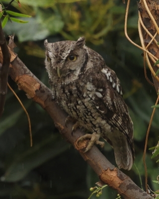 Syczoń andyjski - Koepcke's Screech Owl