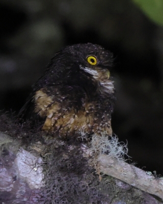 Syczoń białogardły - White-throated Screech Owl