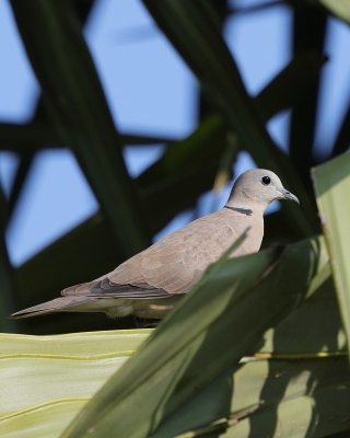 Synogarlica mała - Red Collared-Dove - Streptopelia tranquebarica