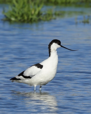 Szablodziób - Recurvirostra avosetta - Pied Avocet