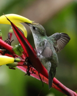 Szafirek zielonosterny - Green-and-white Hummingbird