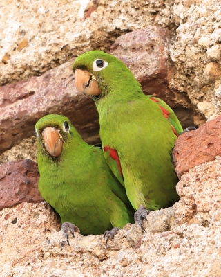 Szmaragdolotka haitańska - Psittacara chloropterus - Hispaniolan Parakeet