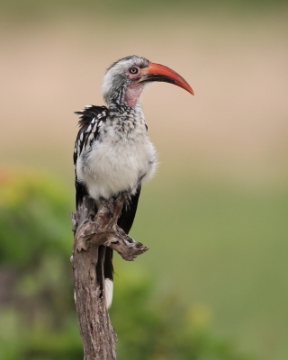 Toko buszmeński - Tockus rufirostris - Southern red-billed hornbill