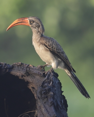 Toko ciemny - Lophoceros bradfieldi - Bradfield's hornbill