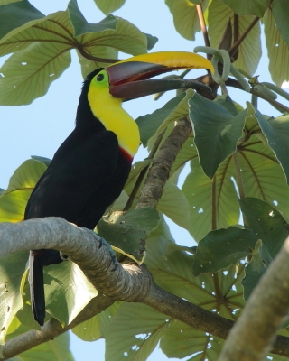 Tukan brązowodzioby - Ramphastos ambiguus swainsonii  - Yellow-throated Toucan