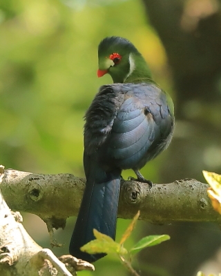Turak białouchy - Tauraco leucotis - White-cheeked Turaco