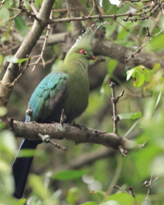 Turak długoczuby - Tauraco schalowi - Schalow's Turaco