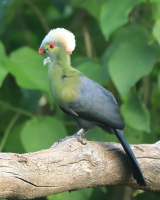 Turak etiopski - Tauraco ruspolii - Ruspoli's Turaco