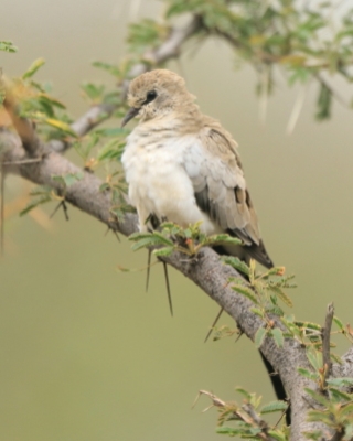 Turkaweczka czarnogardła - Oena capensis - Namaqua Dove