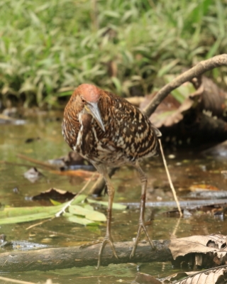 Tygryska ciemna - Fasciated Tiger-Heron