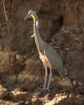 Tygryska nagobroda - Tigrisoma mexicanum - Bare-throated Tiger-Heron