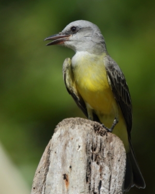 Tyran melancholijny - Tropical Kingbird