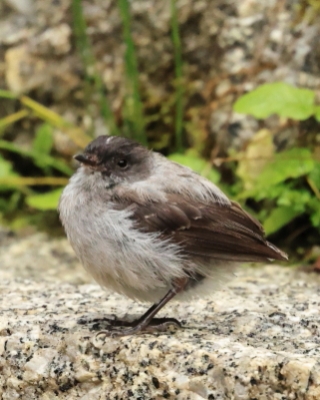 Tyranek szary - Torrent Tyrannulet