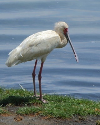 Warzęcha czerwonolica - Platalea alba - African Spoonbill