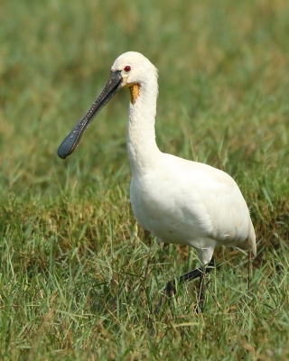 Warzęcha - Platalea leucorodia - Eurasian Spoonbill