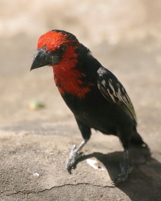 Wąsal czerwonogardły - Lybius guifsobalito - Black-billed Barbet