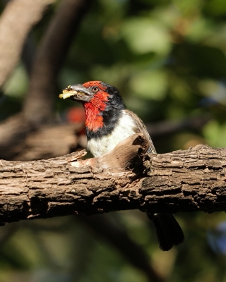 Wąsal obrożny - Lybius torquatus - Black-collared Barbet