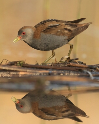 Zielonka - Zapornia parva - Little Crake