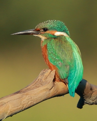 Zimorodek zwyczajny - Alcedo atthis - Common Kingfisher