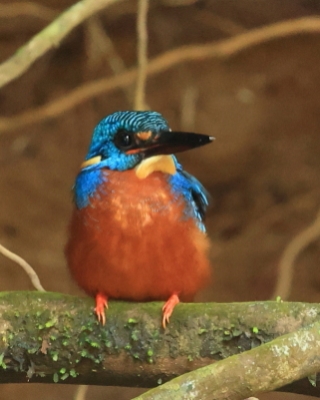 Zimorodek granatowy - Alcedo meninting - Blue-eared Kingfisher