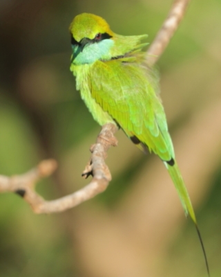 Żołna wschodnia - Merops orientalis - Green Bee-eater