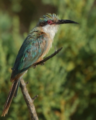 Żołna blada - Merops revoilii - Somali Bee-eater
