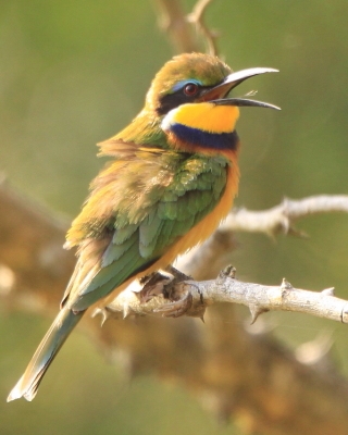 Żołna niebieskopierśna - Merops variegatus - Blue-breasted Bee-eater