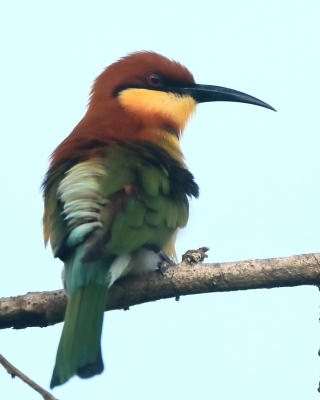 Żołna obrożna - Merops leschenaulti  - Chestnut-headed Bee-eater