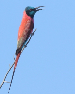Żołna szkarłatna - Merops nubicus - Northern Carmine Bee-eater