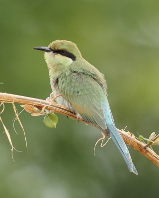 Żołna widłosterna - Merops hirundineus - Swallow-tailed Bee-eater