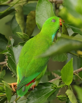 Zwisogłówka wiosenna - Loriculus vernalis - Vernal Hanging-Parrot