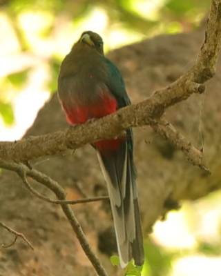 Afrotrogon zielony - Apaloderma narina - Narina Trogon