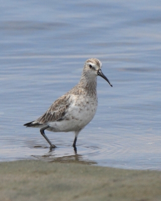 Biegus krzywodzioby - Calidris ferruginea - Curlew Sandpiper