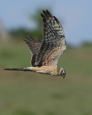 Błotniak łąkowy - Circus pygargus - Montagu's Harrier