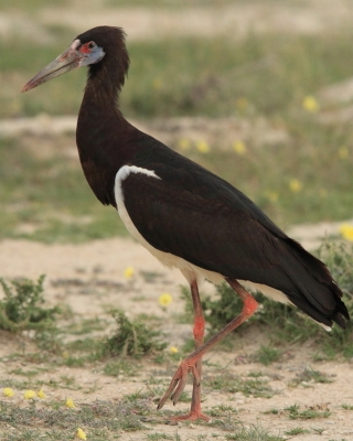 Bocian białobrzuchy - Ciconia abdimii - Abdim's Stork