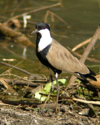 Czajka szponiasta - Vanellus spinosus - Spur-winged Lapwing