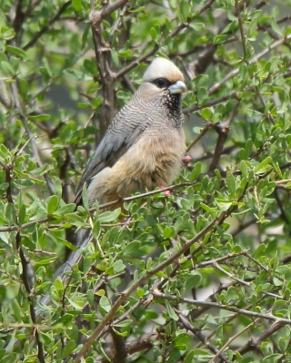 Czepiga białogłowa - Colius leucocephalus - White-headed Mousebird