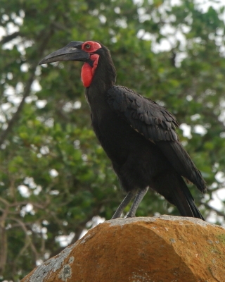 Dzioboróg kafryjski - Bucorvus leadbeateri - Southern Ground Hornbill