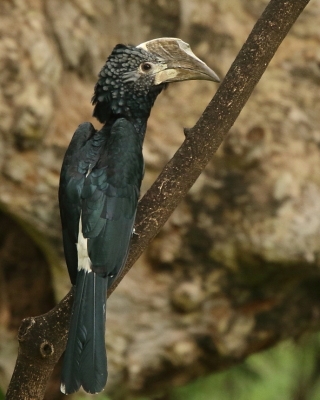 Dzioborożec srebrnolicy - Bycanistes brevis - Silvery-cheeked Hornbill