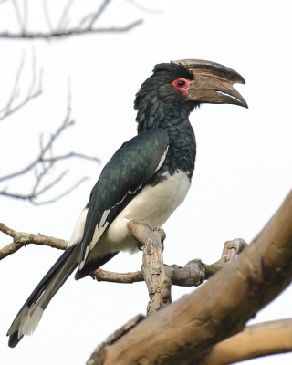 Dzioborożec trąbiący - Bycanistes bucinator - Trumpeter Hornbill