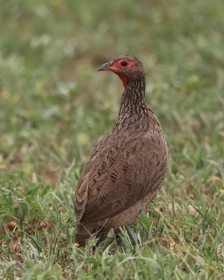 Szponiastonóg brunatny - Swainson's Francolin