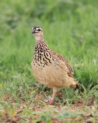 Frankolin czubaty - Dendroperdix sephaena - Crested Francolin