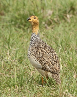 Frankolin jasnogłowy - Peliperdix coqui  - Coqui Francolin