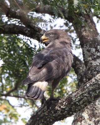 Gadożer białopręgi - Circaetus cinerascens - Western Banded Snake E