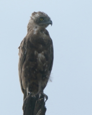 Gadożer brunatny - Circaetus cinereus - Brown Snake Eagle