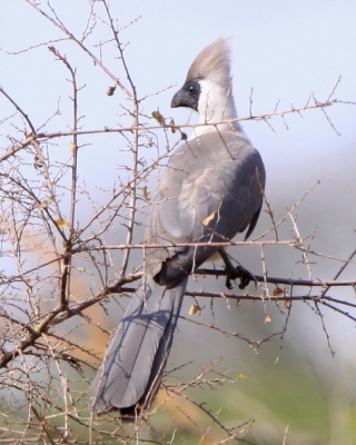 Hałaśnik maskowy - Corythaixoides personatus - Bare-faced Go-away-bird