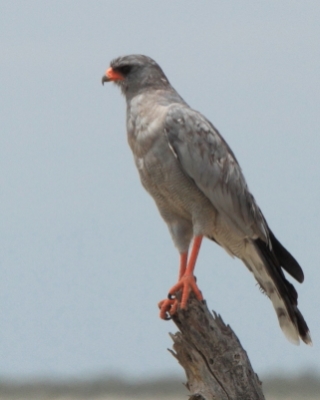 Jastrzębiak jasny - Melierax canorus - Pale Chanting Goshawk
