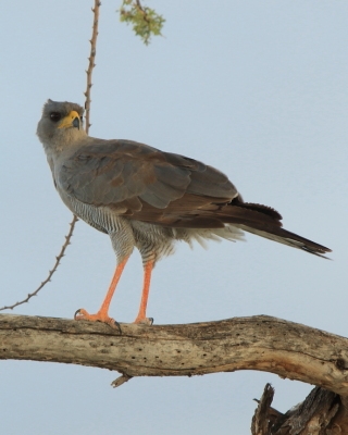 Jastrzębiak popielaty - Melierax poliopterus - Eastern Chanting Goshawk