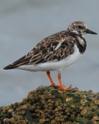 Kamusznik - Arenaria interpres - Ruddy Turnstone