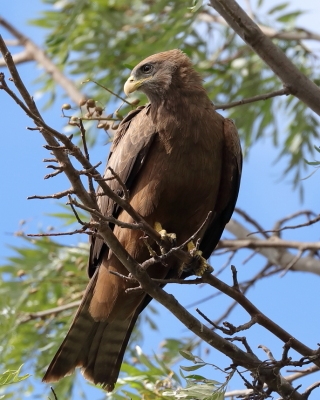 Kania egipska - Milvus migrans aegyptius - Yellow-billed Kite